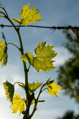 Obraz premium yellow leaves against blue sky