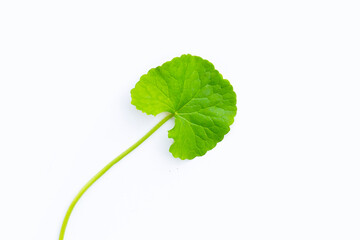 Fototapeta premium Fresh leaves of gotu kola on white