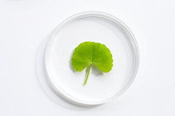 Fresh leaves of gotu kola in petri dishes on white background. - obrazy, fototapety, plakaty