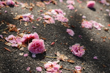 地面に散った八重桜