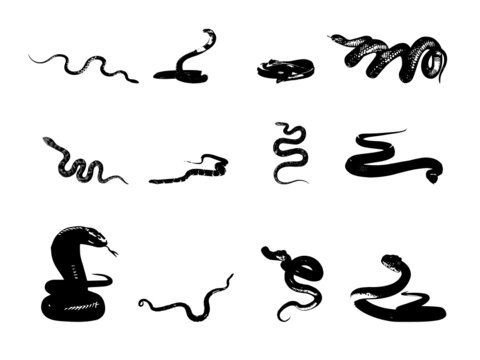 Snake Vectors & Illustration.Black silhouette snake. Isolated symbol or icon snake on white background