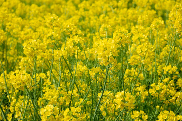 Obraz premium 山梨県ハーブ庭園・満開の菜の花