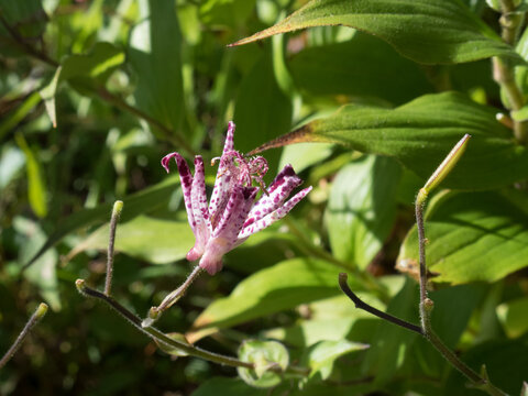 a toad lily flower, close-up 2