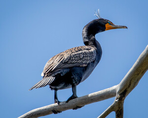 Double-Crested Cormorant 