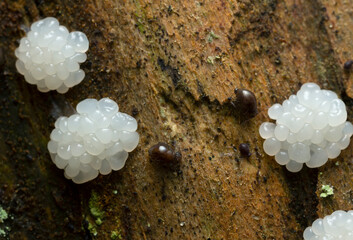 Globular springtails and fungi on decaying wood
