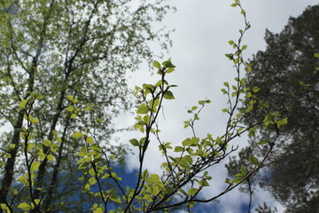 leaves against blue sky - Strømsdammen 
