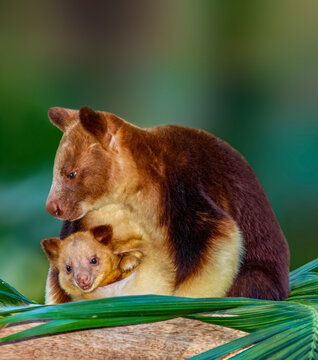 A beautiful tree kangaroo is resting on a tree with her baby 