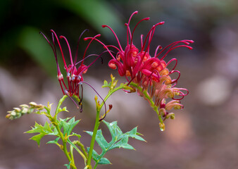 Grevillea, Australia native flower