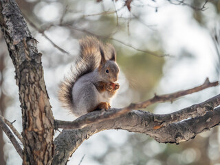 The squirrel with nut sits on tree in the winter or late autumn