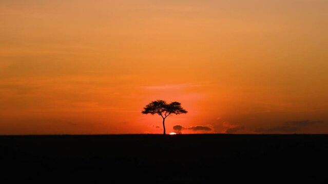 Beautiful Orange Sunrise in Africa with Acacia tree in Kenya Masai Mara