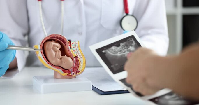 Doctor examining artificial model of human fetus in uterus closeup