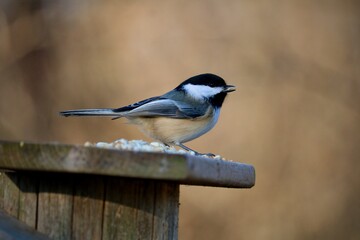 a bird on a feeder