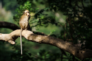 A little monkey sits in the shade of a tree in a natural forest park. At Khao Ngu Stone Park, Ratchaburi, Thailand. Leave space for banner text input.