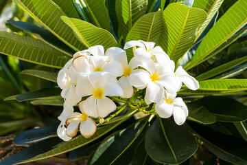 Frangipani flower blooming on green leaves branches hanging on tree in the garden.