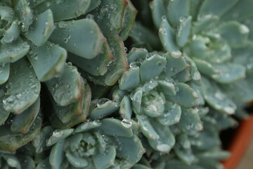 close up of a succulent