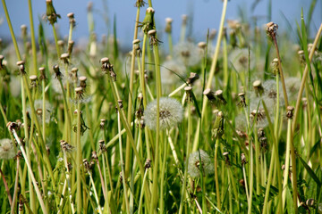 löwenzahnwiese verblüht