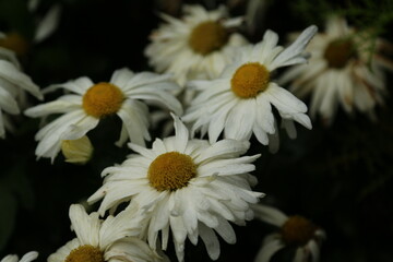 Fototapeta premium daisies in a garden