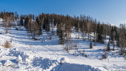 Coniferous forest grows on a snow-covered hillside. Footprints are visible, snowdrifts in the...