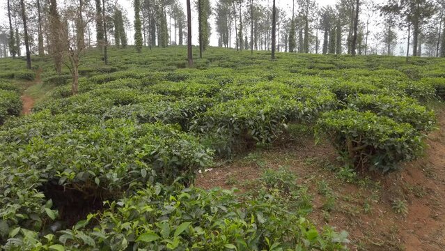 Tea production in India. Overview of tea plantation