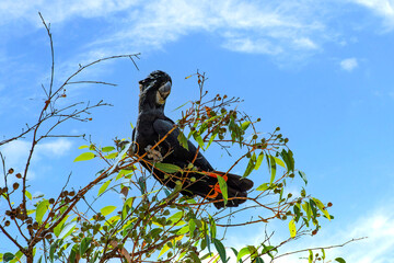 The Australian Red Tail Black cockatoo