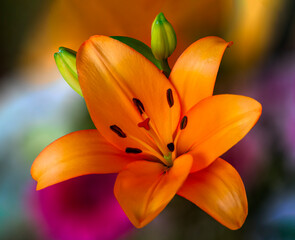 Beautiful dark yellow (orange) flower of LA (Longiflorum Asiatic hybrid) Lily of cultivar Indian Diamond 