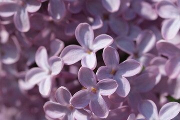 Blossoming branch of fresh purple violet lilac flowers close up, selective focus. Beautiful fresh purple lilac flowers in full bloom in the garden green natural background, close up, selective focus.