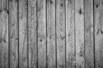 Holz Maserung mit Bewuchs - Schwarz und Weiß