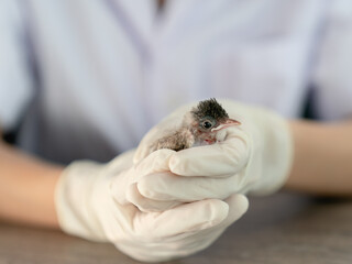 Close up of veterinarians hands in surgical gloves holding small bird, after attacked and injured by a cat. © marchsirawit
