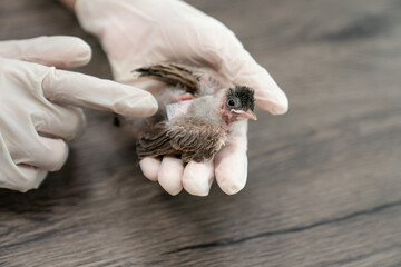 Close up of veterinarians hands in surgical gloves holding small bird, after attacked and injured...