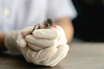Close up of veterinarians hands in surgical gloves holding small bird, after attacked and injured...
