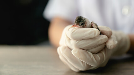 Close up of veterinarians hands in surgical gloves holding small bird, after attacked and injured by a cat. - obrazy, fototapety, plakaty
