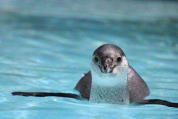 阿蘇カドリー・ドミニオン、熊本