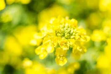 Obraz premium 菜の花