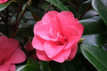 Bright magenta flower of camellia. Pink fresh camellia flower head macro close up.