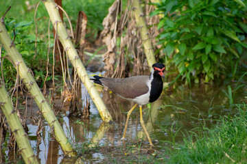 Red-wattled lapwing is an Asian lapwing or large plover, a wader in the family Charadriidae.