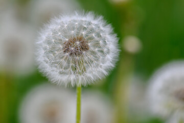 Close of white dandelion flower in spring time