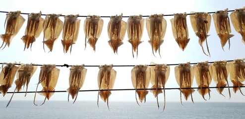 태양 아래 영덕 영해 바다에 건조하는 맛있는 오징어 - Dried squid, Cuttlefish, South Korea