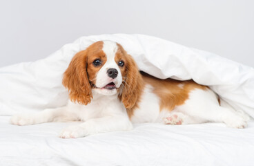 Puppy cavalier king charles spaniel lying on a blanket in the bedroom on the bed in the house