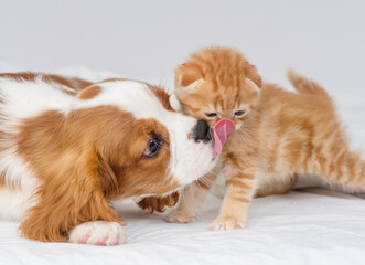 Puppy cavalier king charles spaniel licks a ginger kitten in the nose