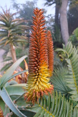 Aloes in Bloom
