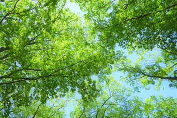 新緑を見上げる