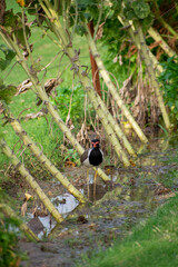 Red-wattled lapwing is an Asian lapwing or large plover, a wader in the family Charadriidae.