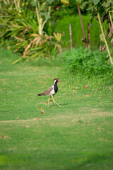 Red-wattled lapwing is an Asian lapwing or large plover, a wader in the family Charadriidae.