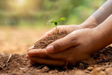Farmer's hands are planting seedlings in the soil.