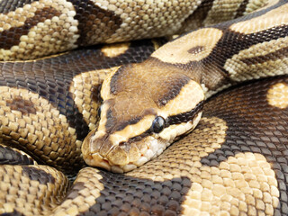 体の上に頭を乗せているボールニシキヘビ