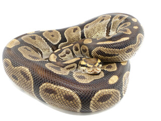 Obraz premium 胴体の上に顎を乗せているボールパイソン