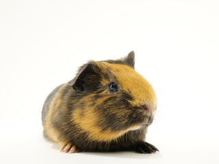 体の下から小さな前脚が覗いているモルモット