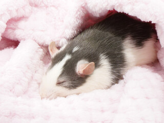 毛布に囲まれて寝ているネズミ - obrazy, fototapety, plakaty