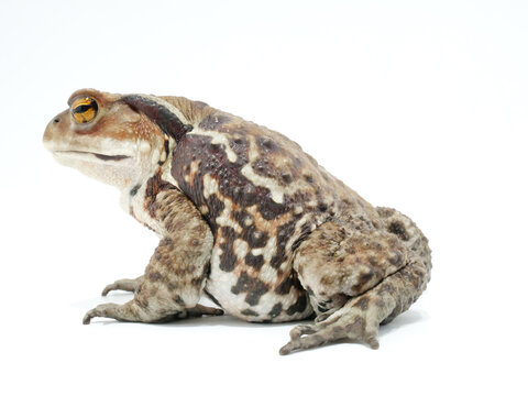 ガマガエル Images – Browse 123 Stock Photos, Vectors, and Video