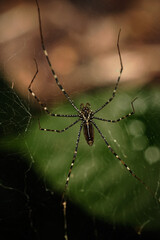 Psechrid Spiders Genus Psechrus